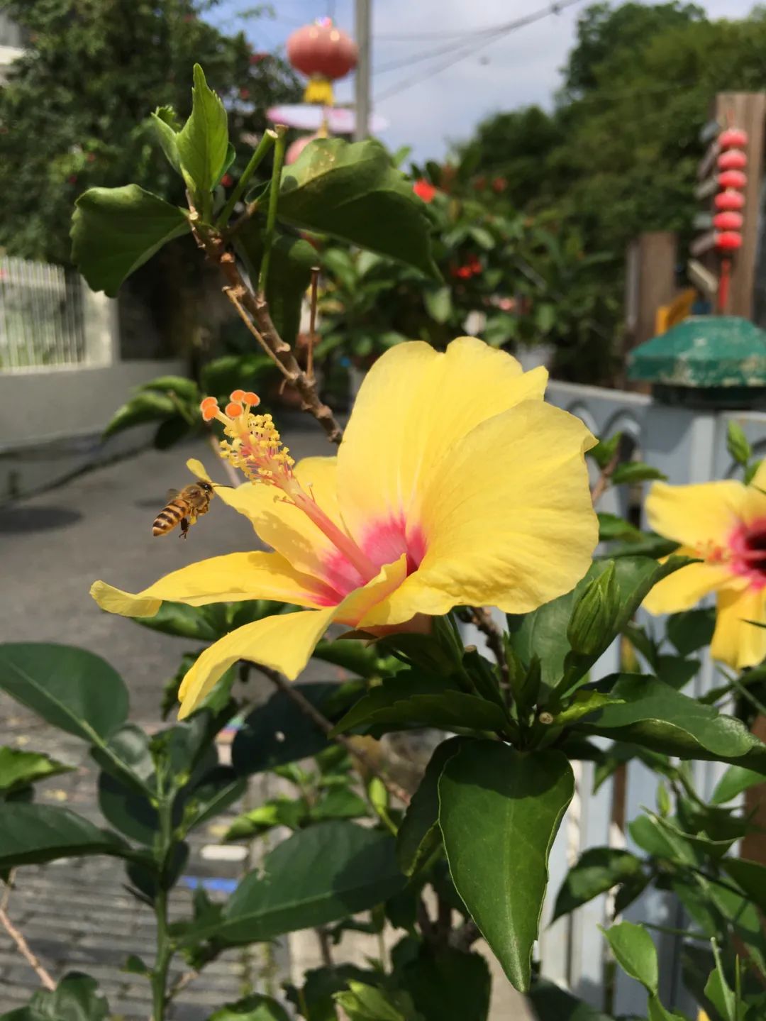 《旭光骑行深圳》第22站——龙华区观湖街道