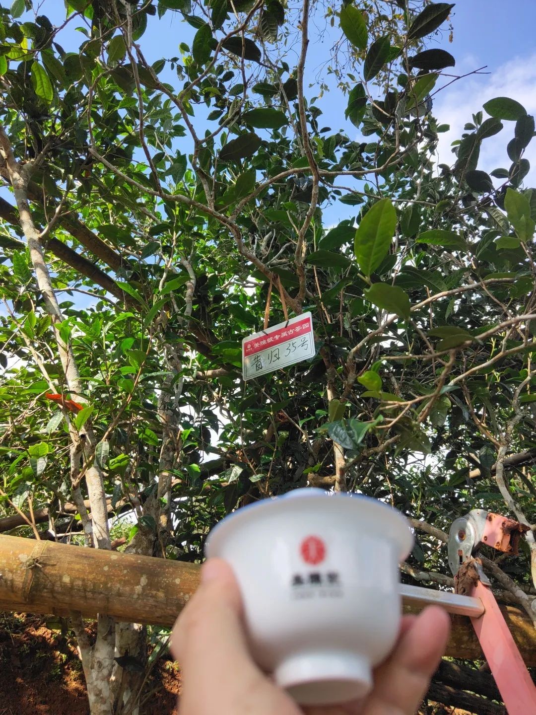 老班章昔归易武冰岛口感评测,老班章冰岛昔归易武茶的特点