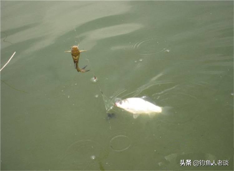 串钩冬季野钓鲫鱼最灵钓法,冬天钓鲫鱼鱼钩最佳搭配