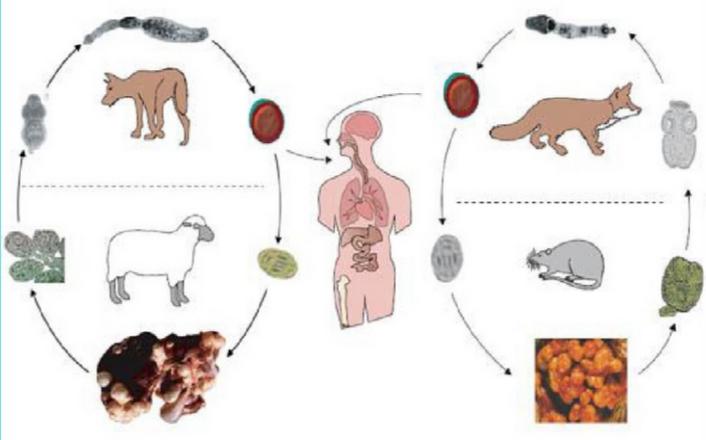 黄建荣教授：以肝损伤为主要表现的寄生虫病诊治进展