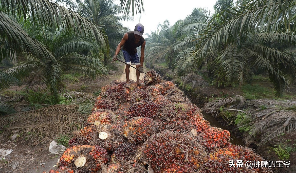 同在非洲大陆，同胞国家忍饥挨饿，它还出口牛油果、芝麻到中国