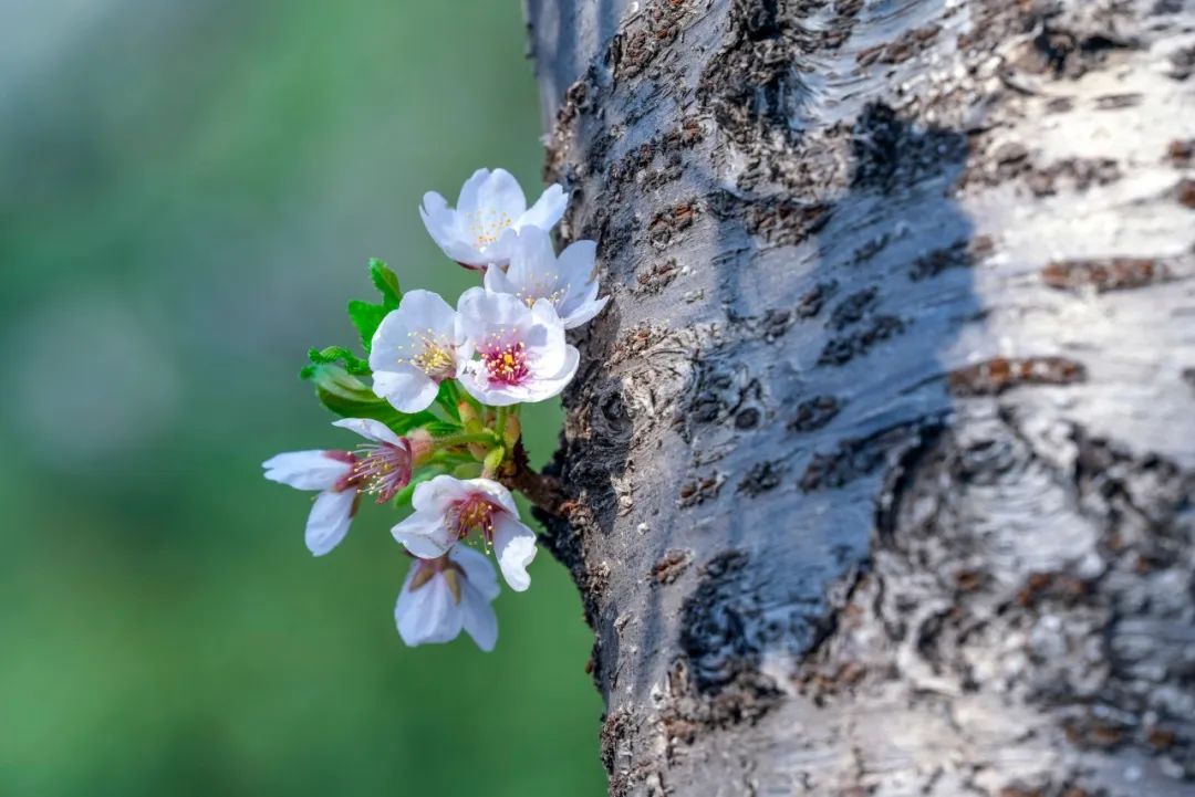 中国诗词大会第六季第十场飞花令,中国诗词大会王恒屹飞花令完整版
