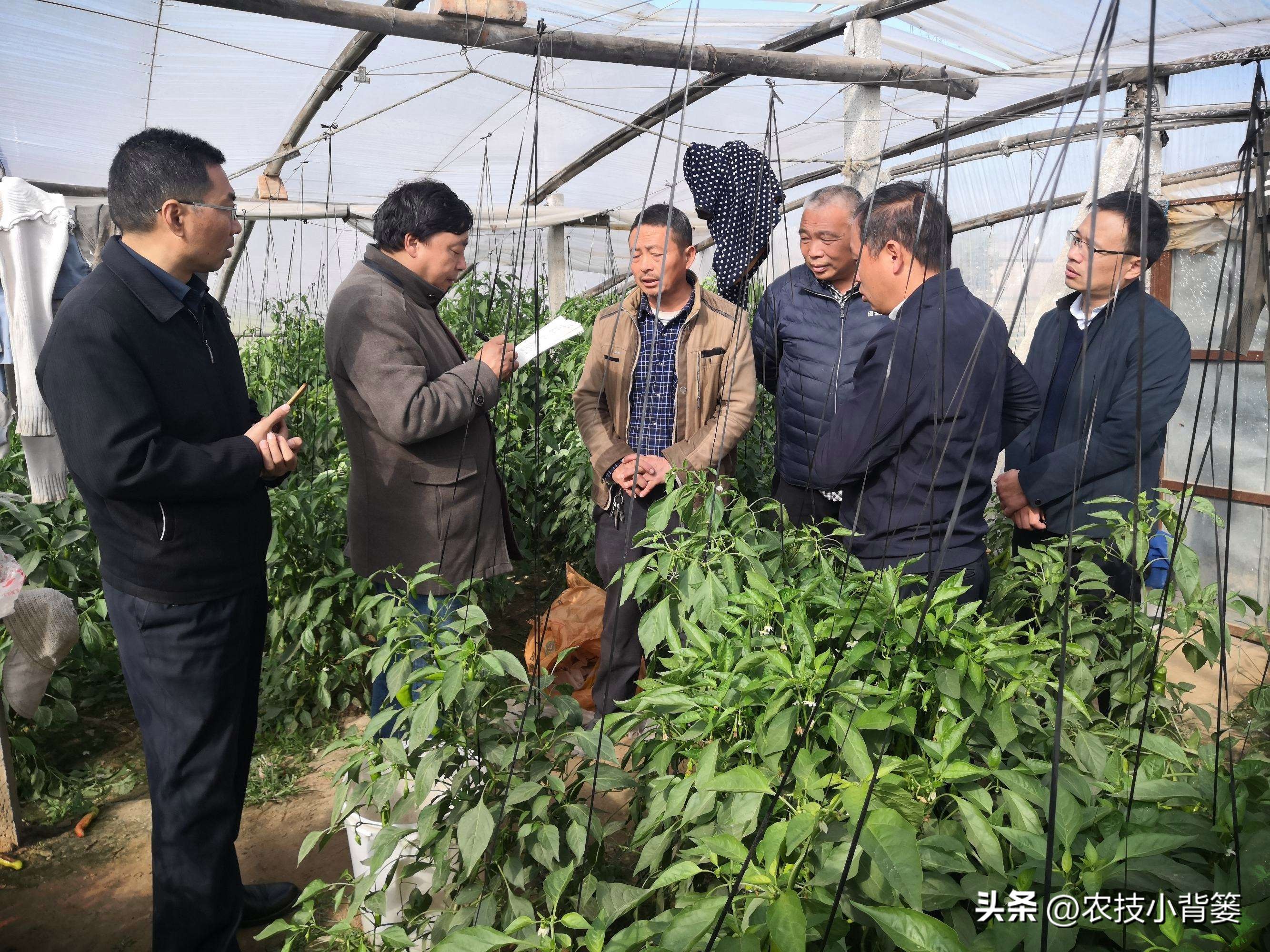 磷肥过量施用会怎样,磷元素缺乏有什么危害