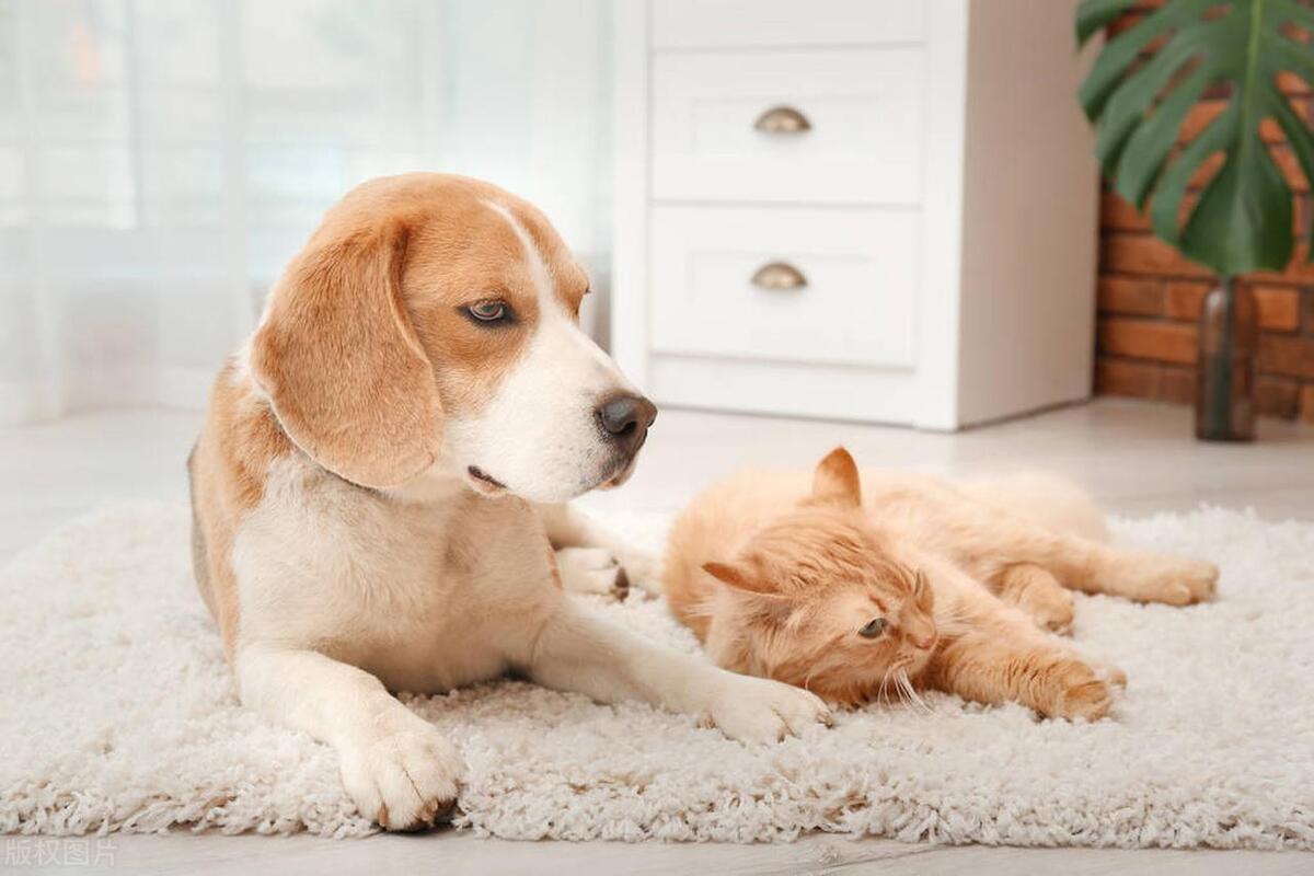 如何有效处理狗狗脱发问题？