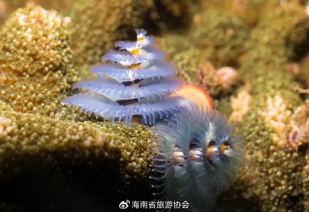 海南分界洲岛旅游区的个人主页,海南省分界洲岛海钓会所