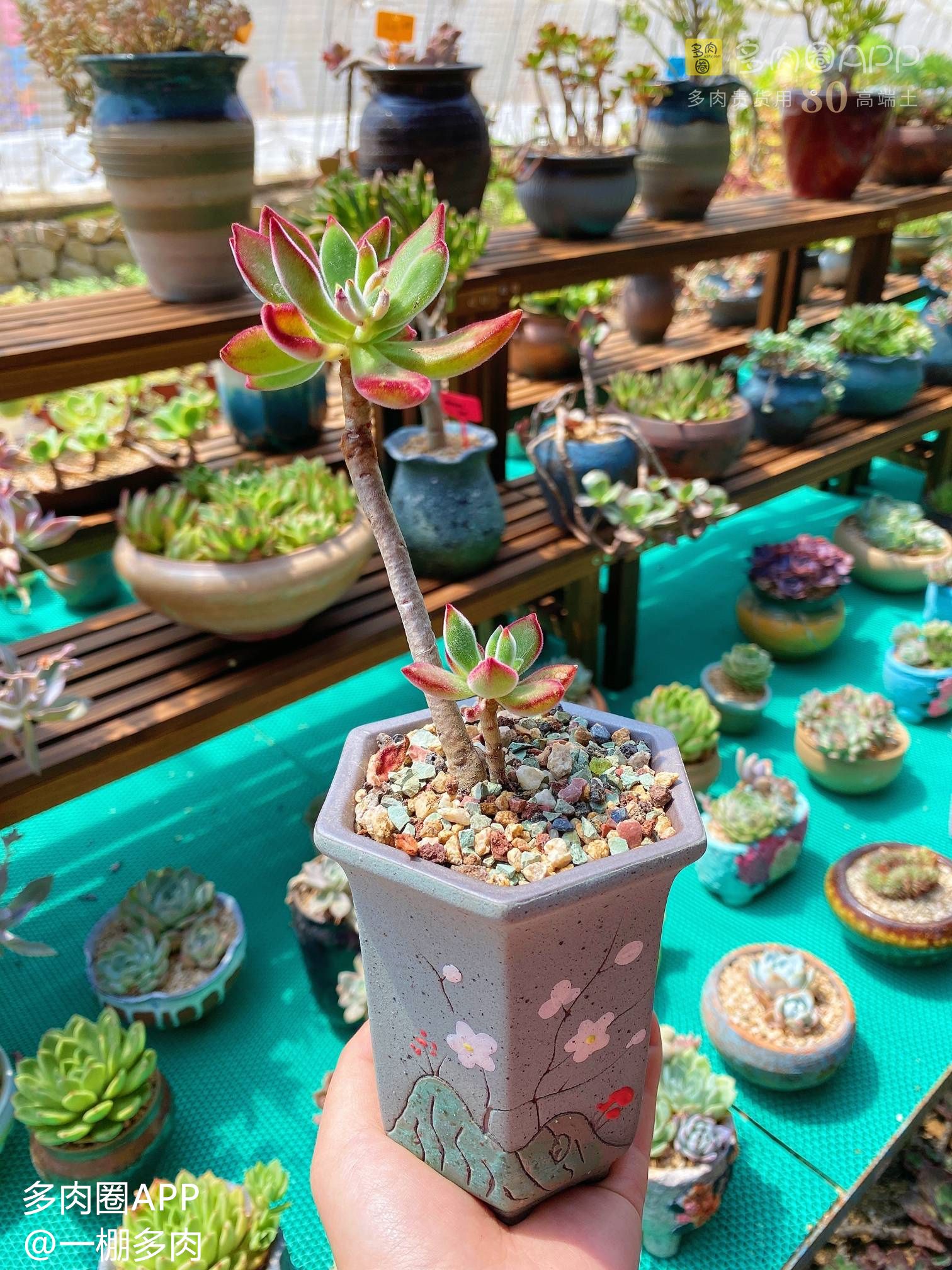 多肉煤烟病自愈方法,多肉煤烟病用代森锰锌一天喷几次