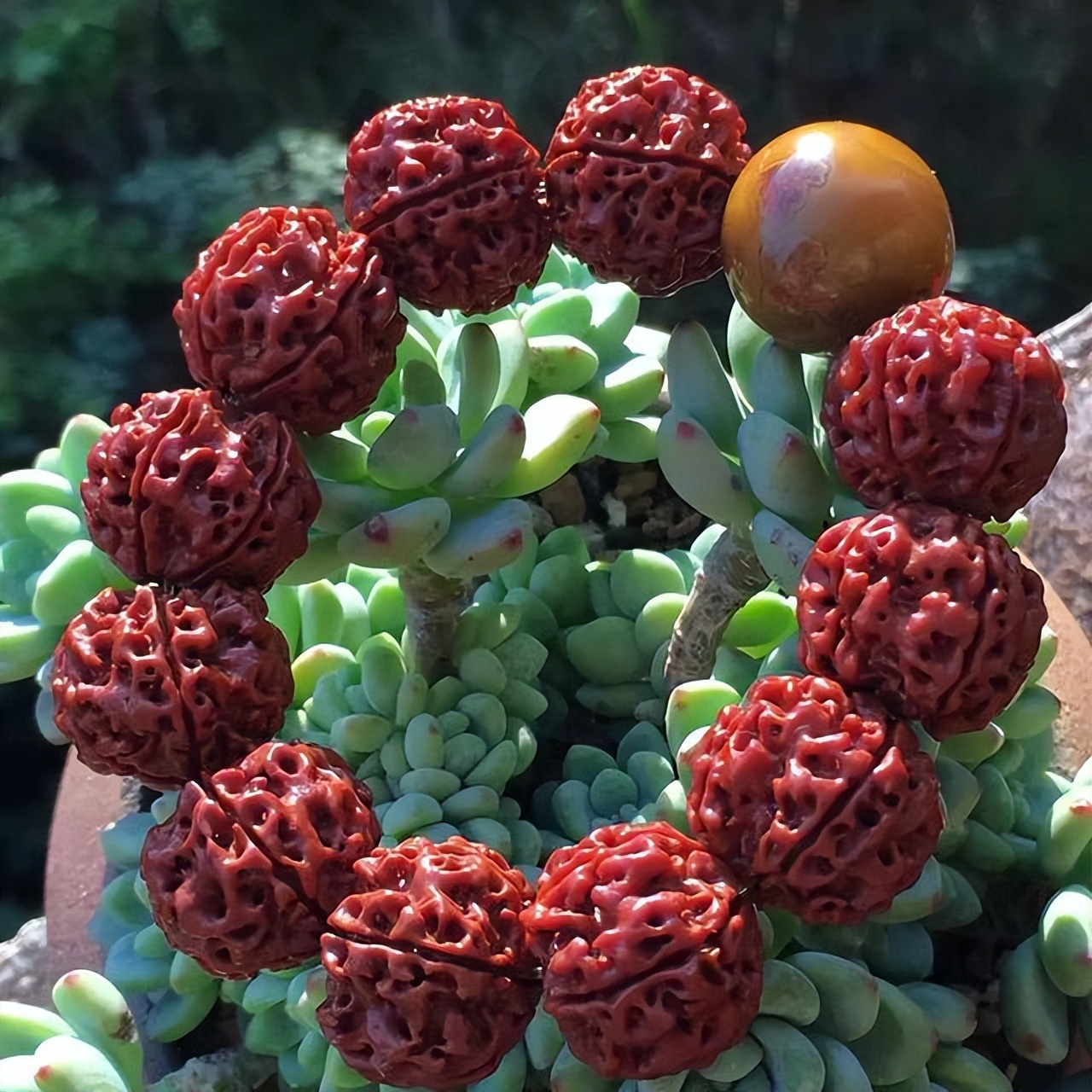 金刚菩提盘玩技巧全攻略,金刚菩提盘玩掉齿怎么办