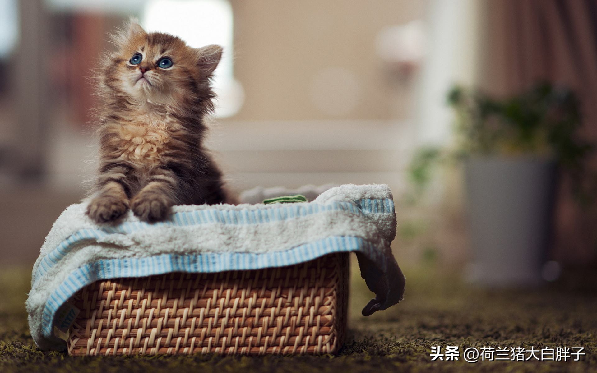 为什么猫咪越胖越受猫咪喜欢,猫咪很瘦和猫咪胖的变化