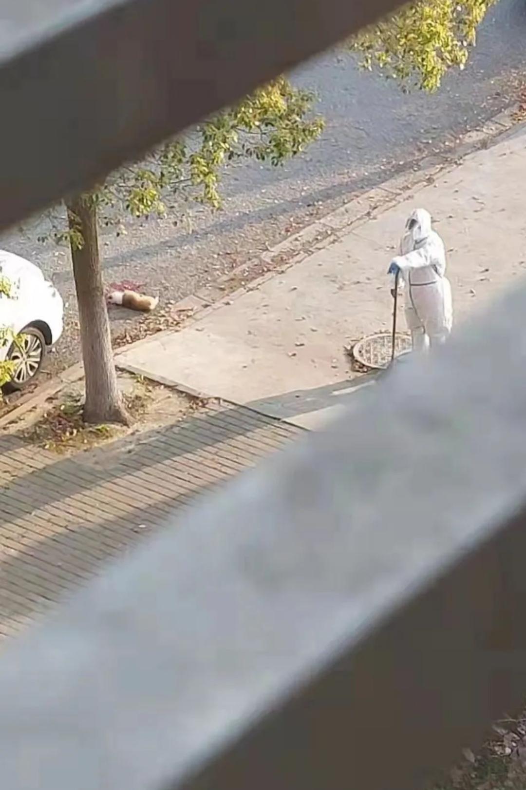 疫情宠物被无害化处理怎么办,无害化处理宠物狗