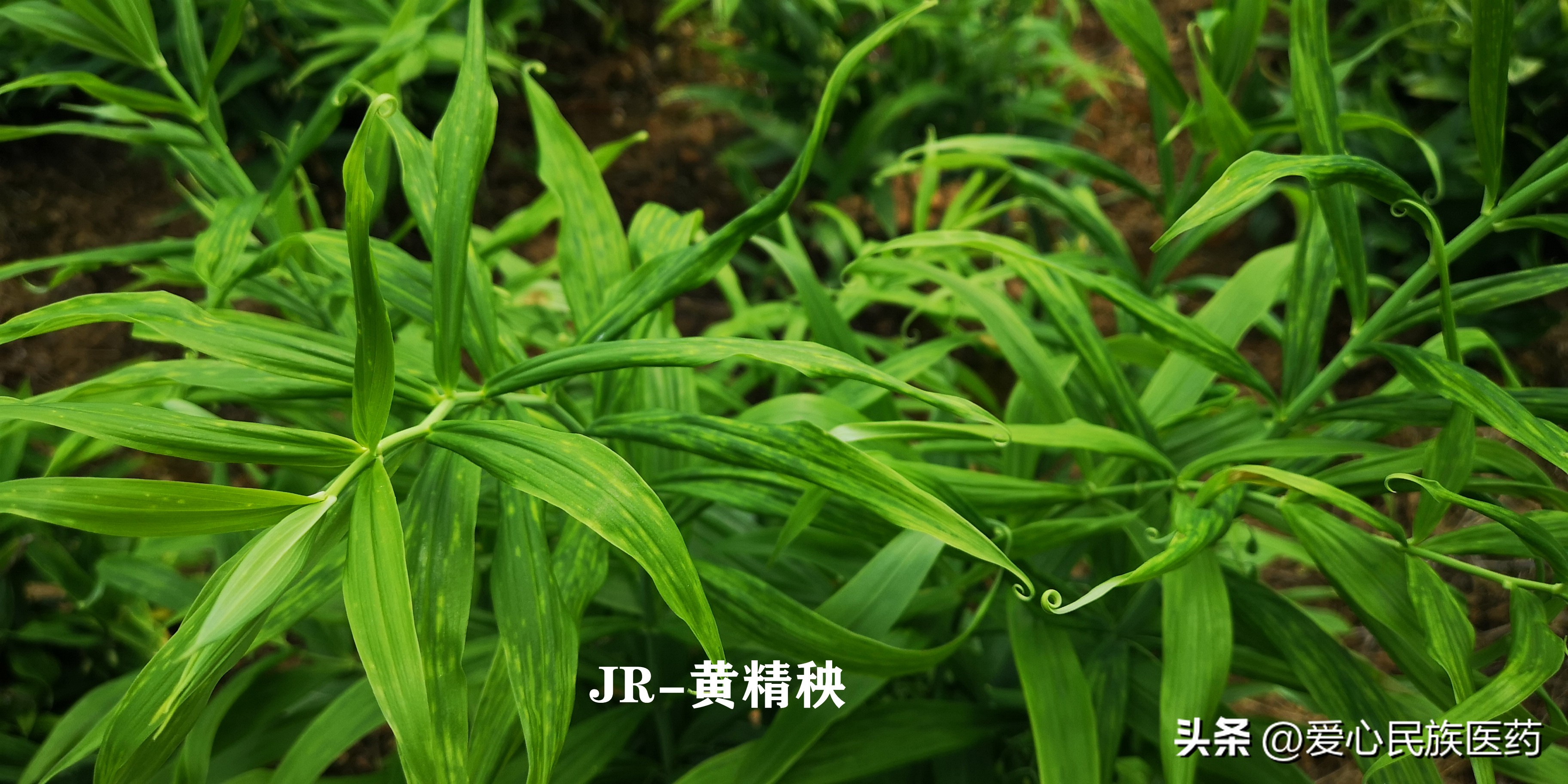 安化黄精种植视频林下黄精遇难题,林下种植一亩黄精需要多少斤种苗