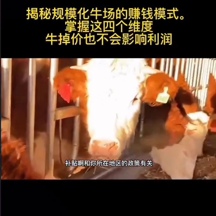 揭秘规模化牛场的赚钱模式,正规化牛场怎么建设牛知识讲解