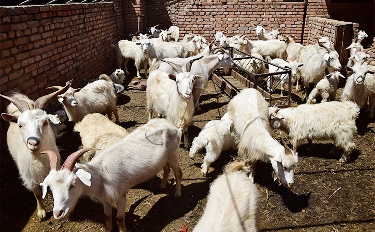 羊反复发烧怎么治,羊一直反复发烧是什么病