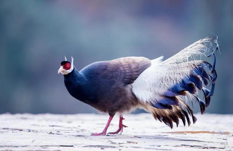 陕西农村出现巨型怪鸟,巨型鸡长500斤