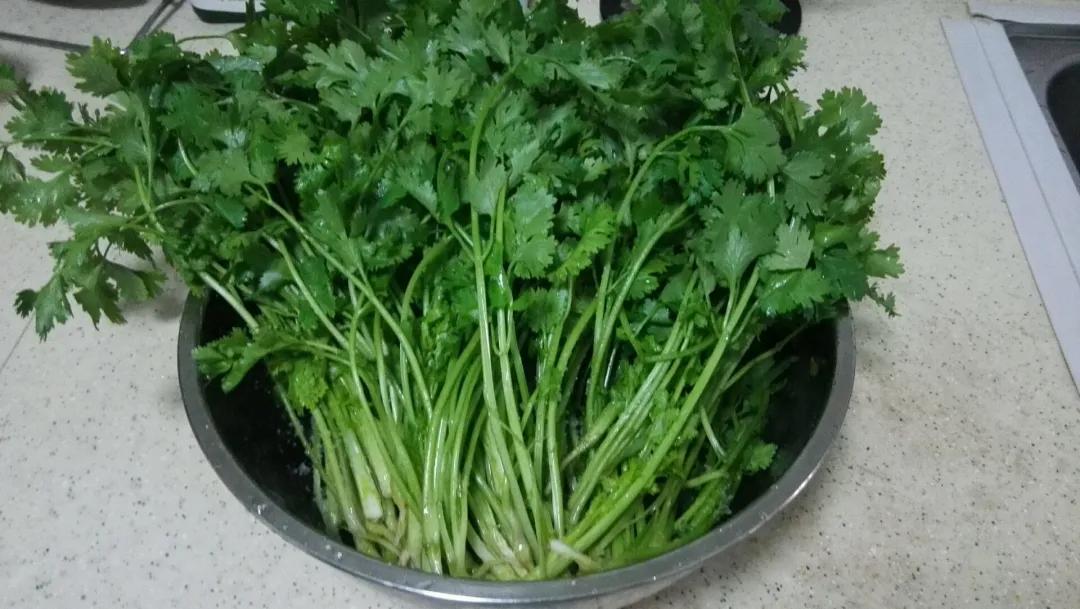 香菜种子没泡就种了几天发芽,香菜不泡水直接种几天出苗可以吗