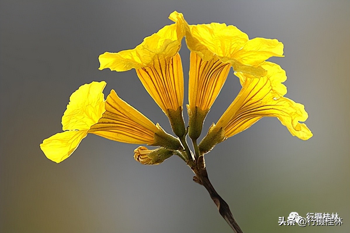 花仙子风铃,风铃花仙子