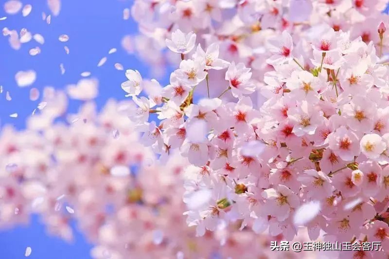 鏄ヨ壊鎾╀汉濡傝瘲濡傜敾,鏄ヨ壊杩蜂汉楦熻鑺遍