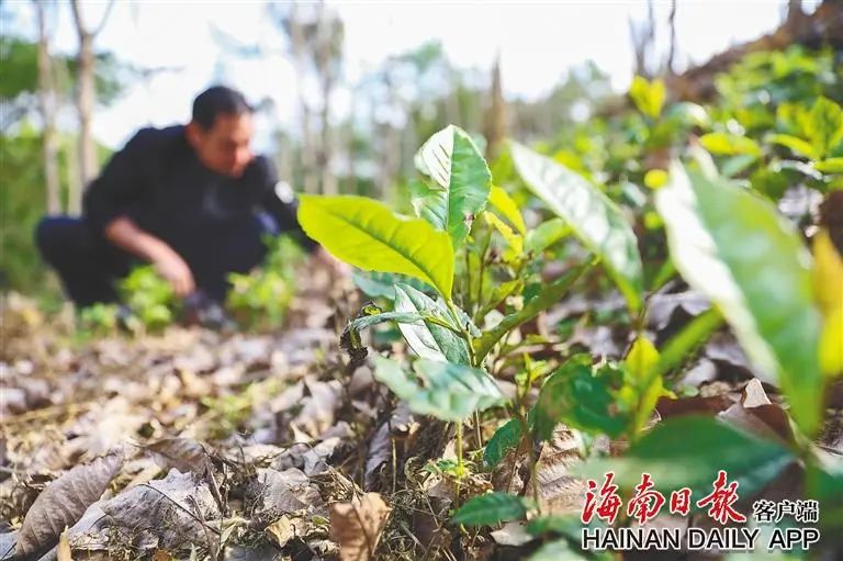 古茶申遗成功了有哪些,海南茶文化