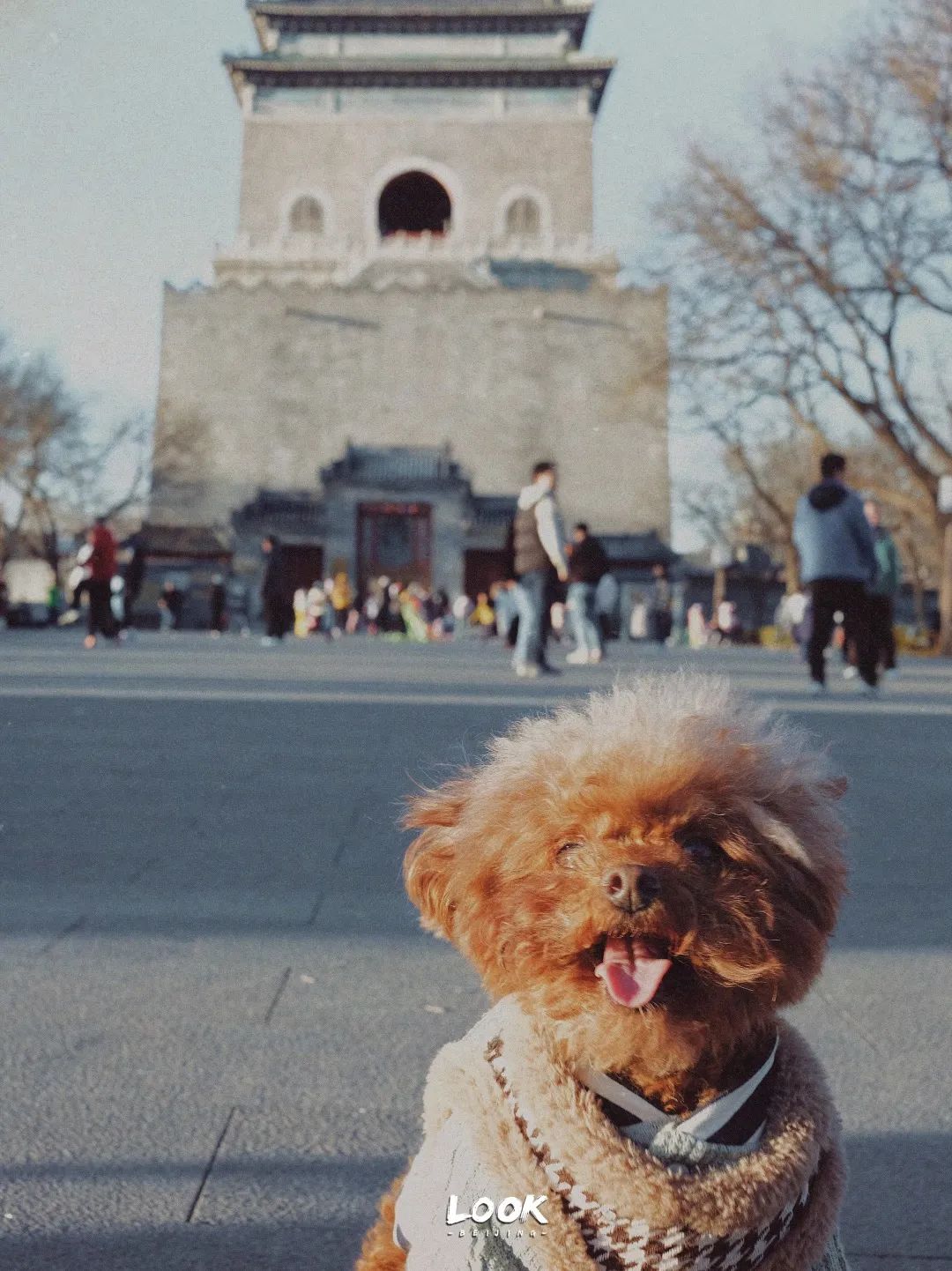 北京哪里有宠物店铺,宠物友好商城北京