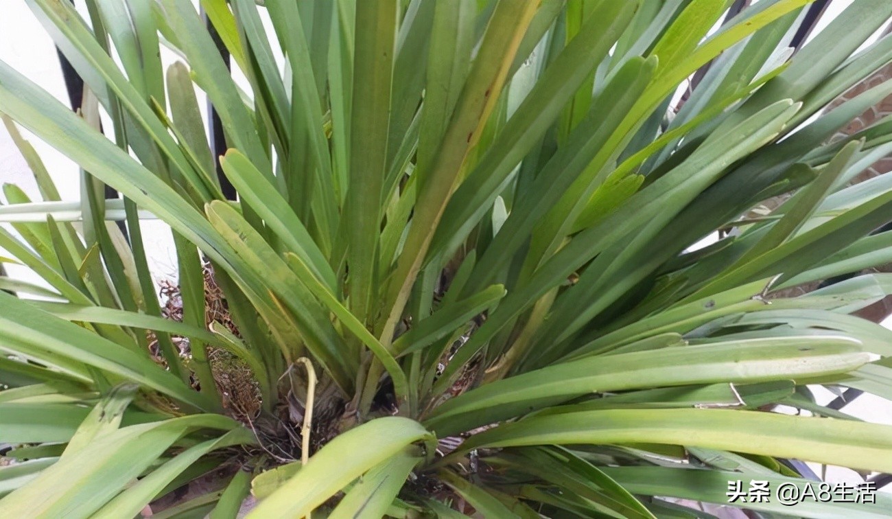 带你认识中华兰花纹瓣兰,顶级纹瓣兰图片