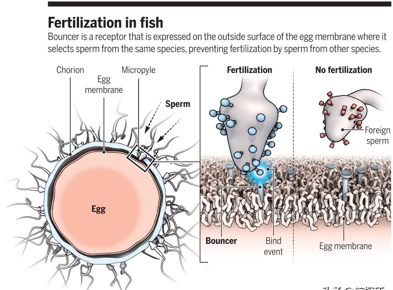 发现精子的科学家,科学家精子运动违背牛顿第三定律