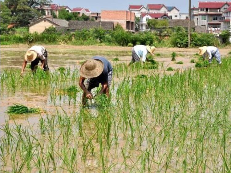 告别打工重回自产自销农村生活,告别家乡去打工挣钱回来过年