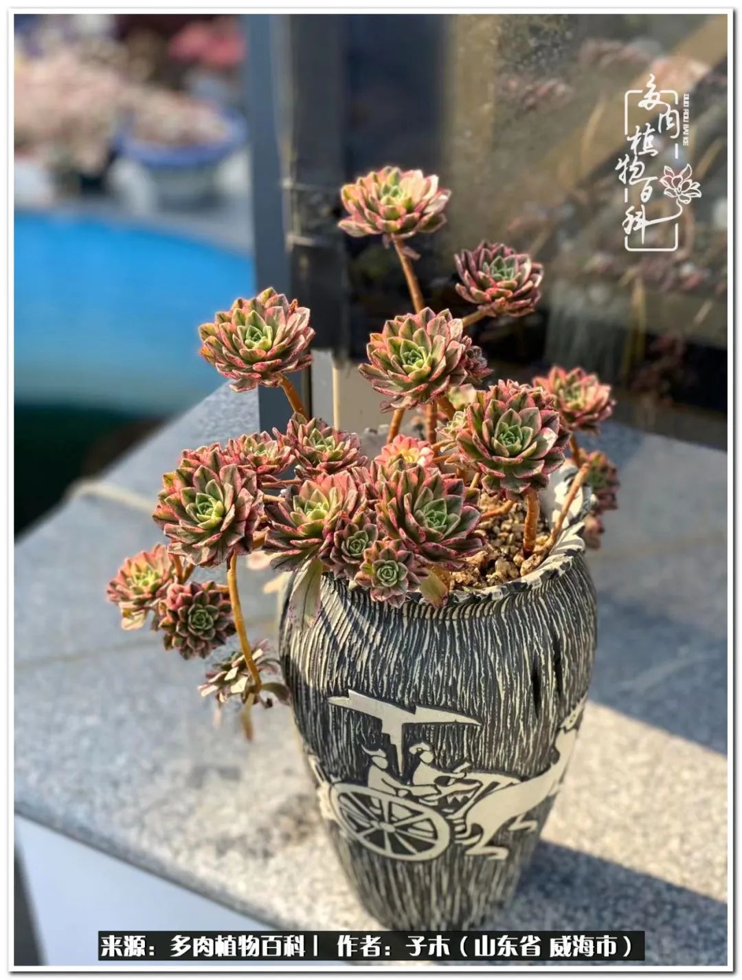 法师多肉成长史,法师多肉新手教程