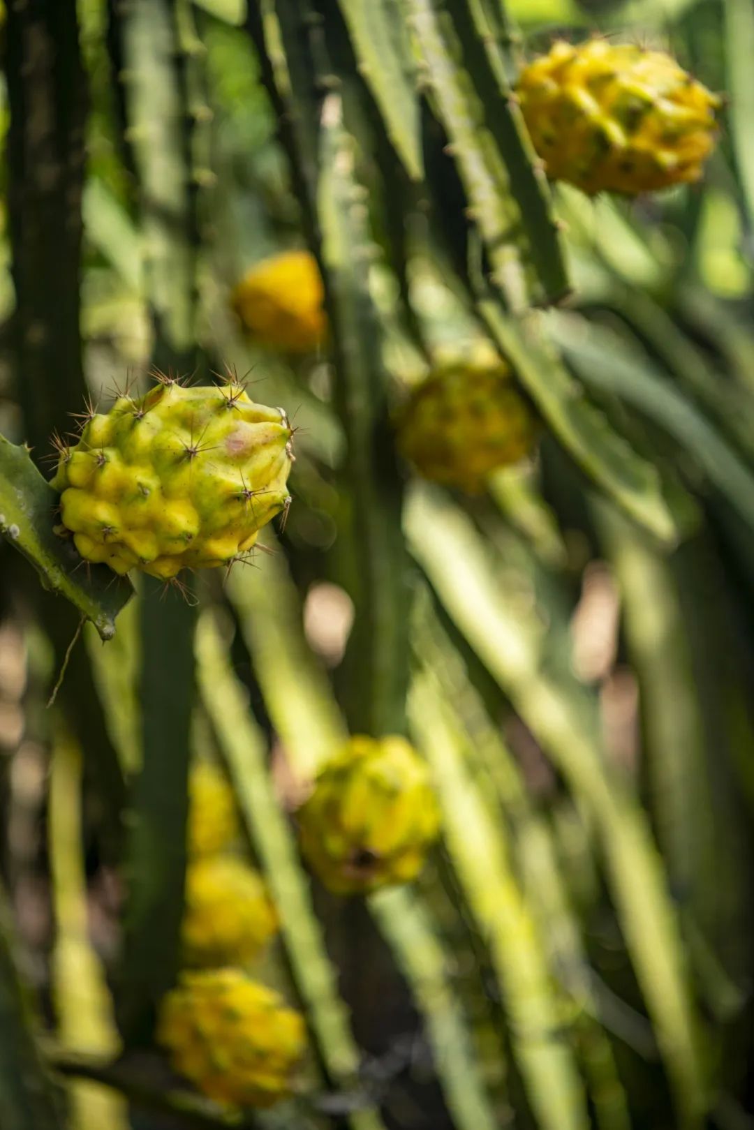 我国四大地理区域水果,中国什么地方热带水果多