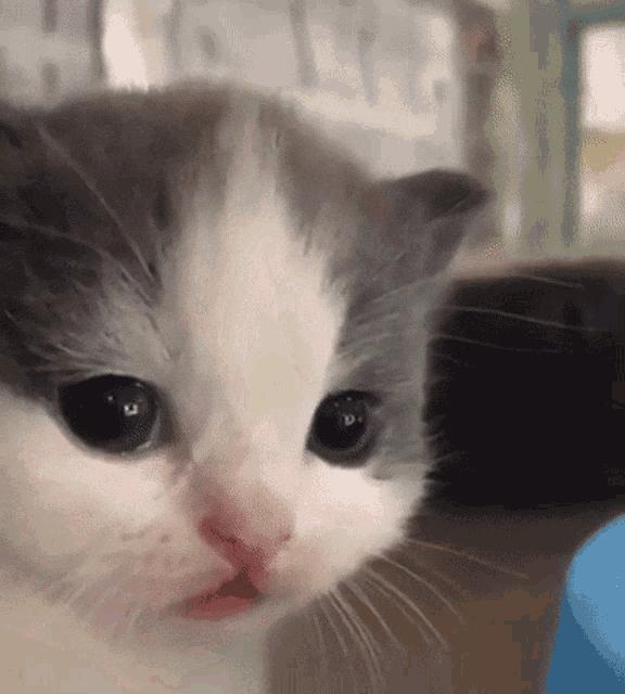 养小奶猫需要准备什么用品,家猫小奶猫怎么养活