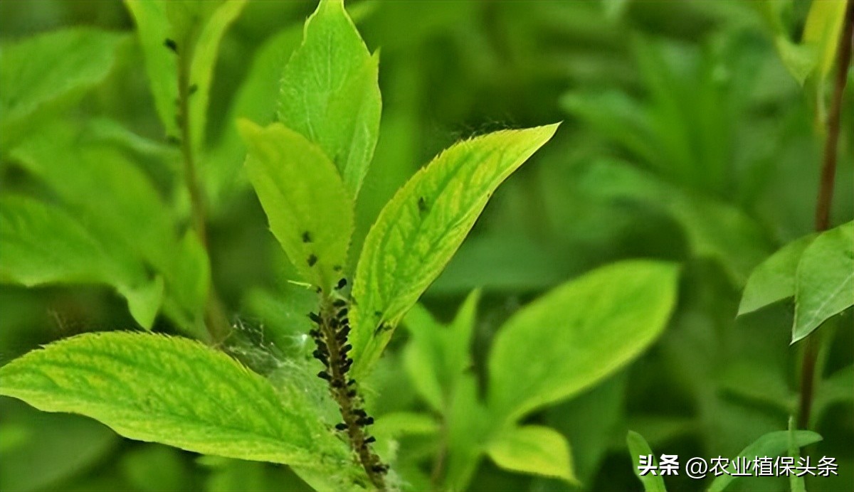 昆虫和害虫种类,昆虫和害虫的分类