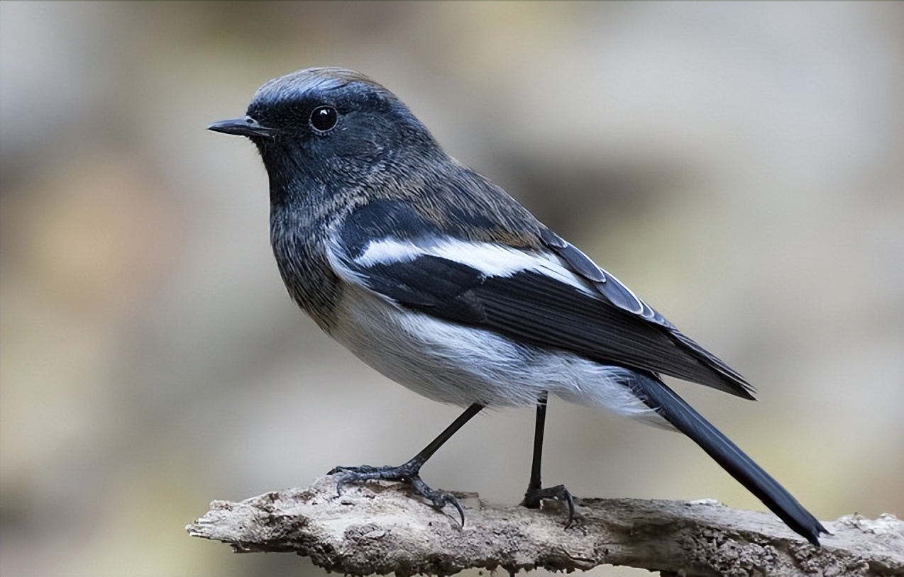 50张最佳鸟类摄影作品,鸟儿大全大图