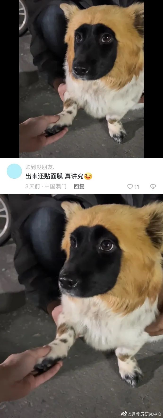 丑萌丑萌的小动物,丑陋又可爱的小动物