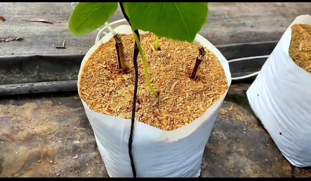 日本夫妇种植有机蔬菜,日本乡村两夫妻种菜