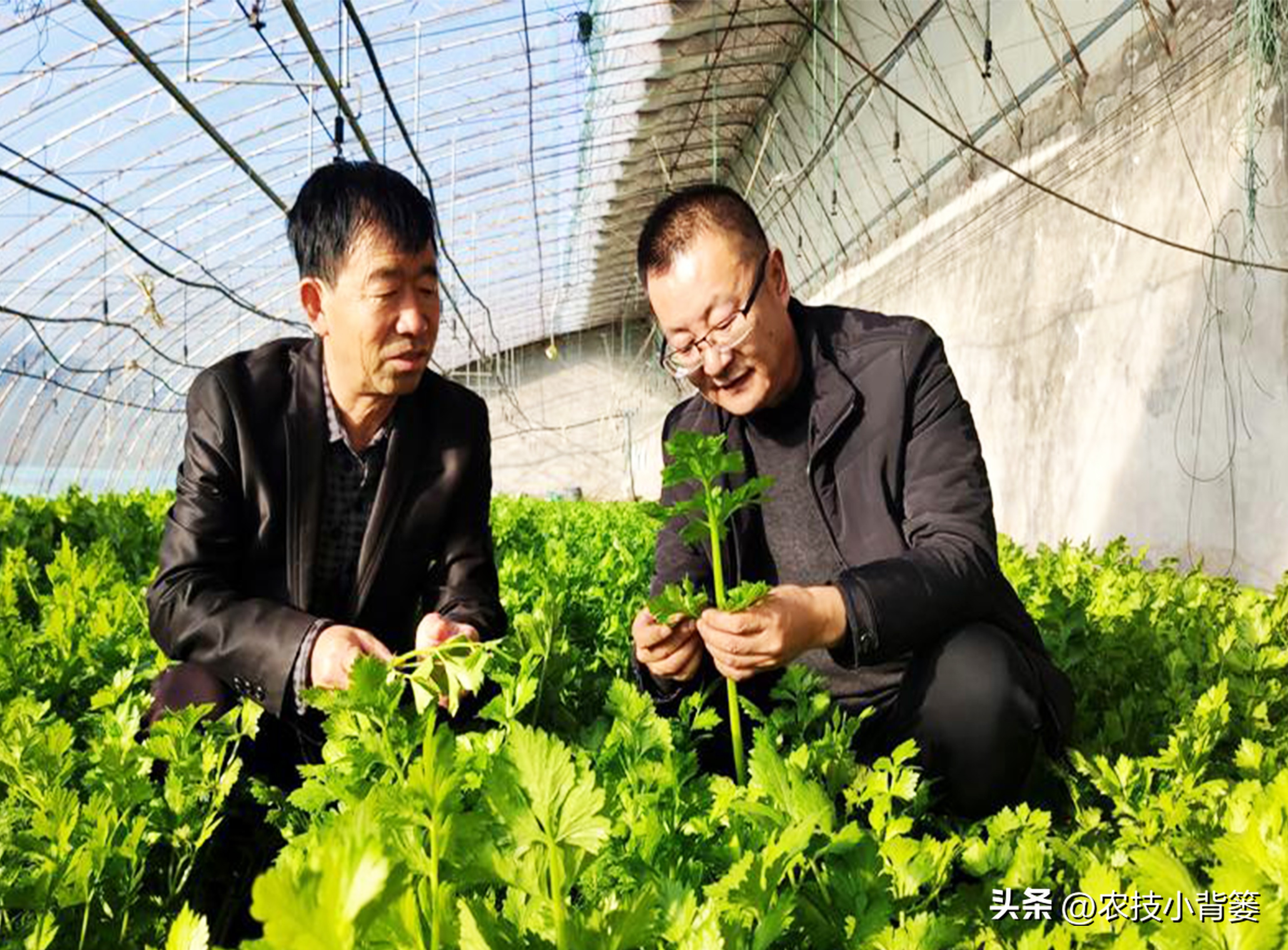 农作物缺钙补充什么肥料,为什么钙肥补了问题还是很多