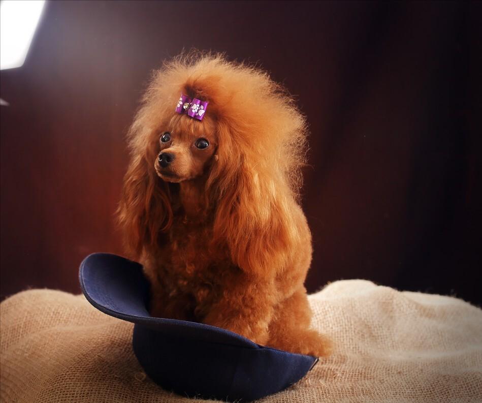 泰迪贵宾犬怎样区分,泰迪贵宾犬怎么区分