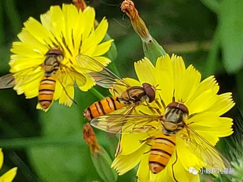蜜蜂采蜜回家全过程,蜜蜂采蜜回家的样子