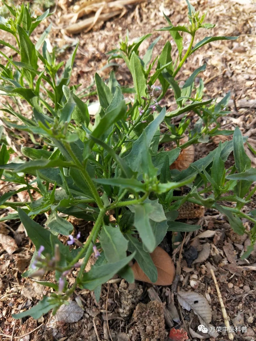 植物幼苗的发展过程详细,植物的幼苗在生长过程中