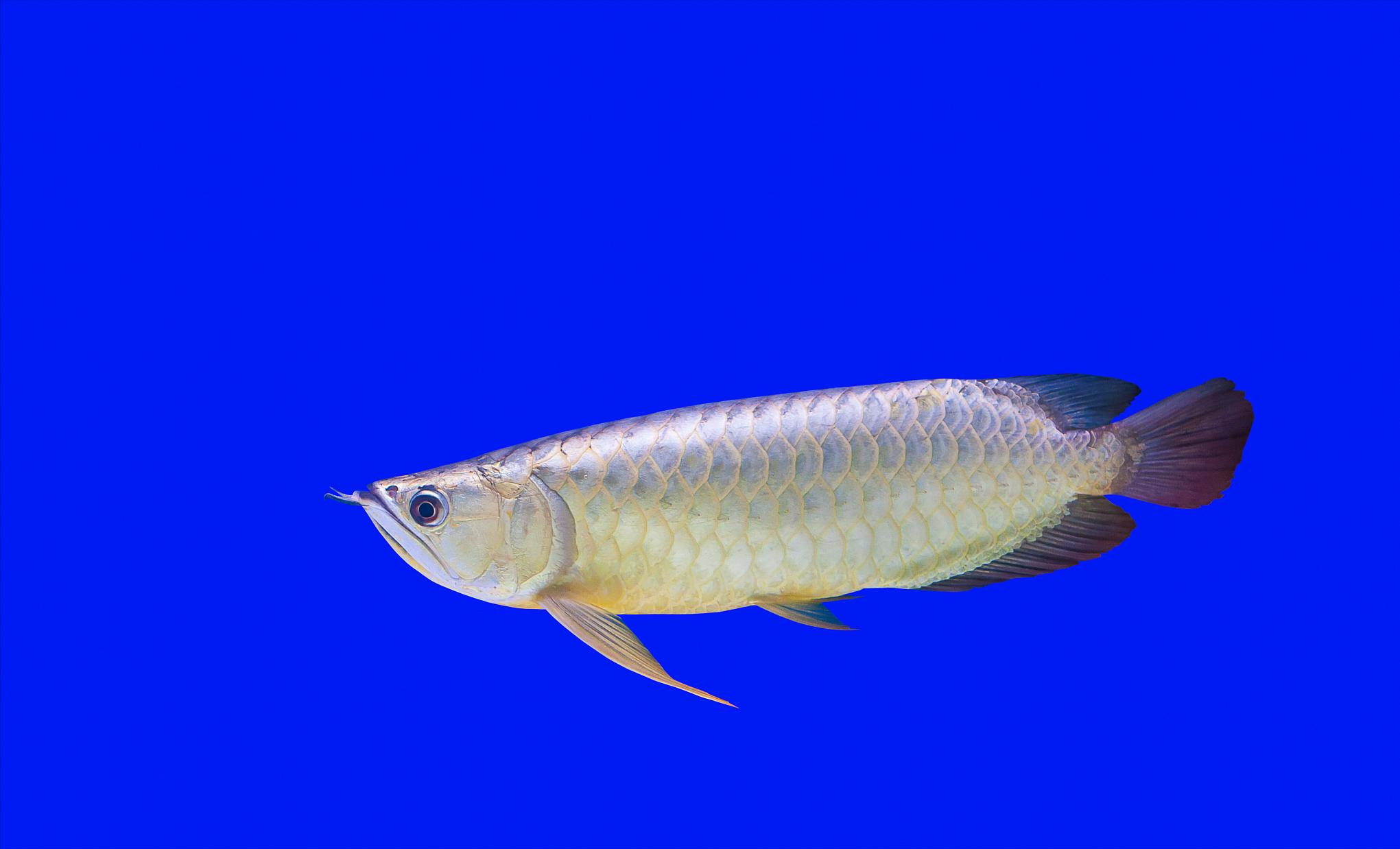 龙鱼有疾病用什么药,龙鱼有伤会不会容易感染