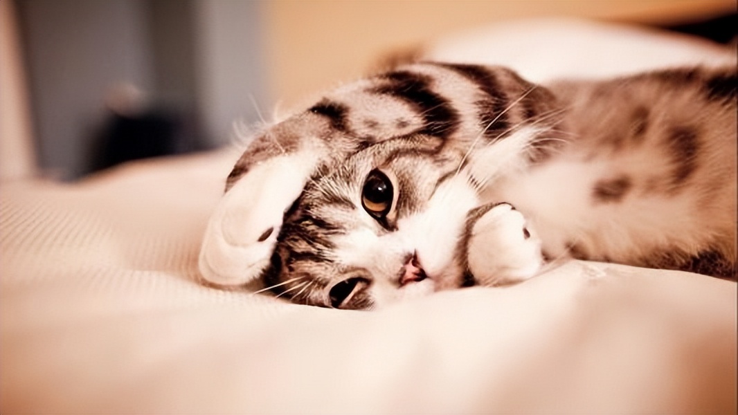 如何自己给猫咪打针干扰素,猫咪打针打什么部位