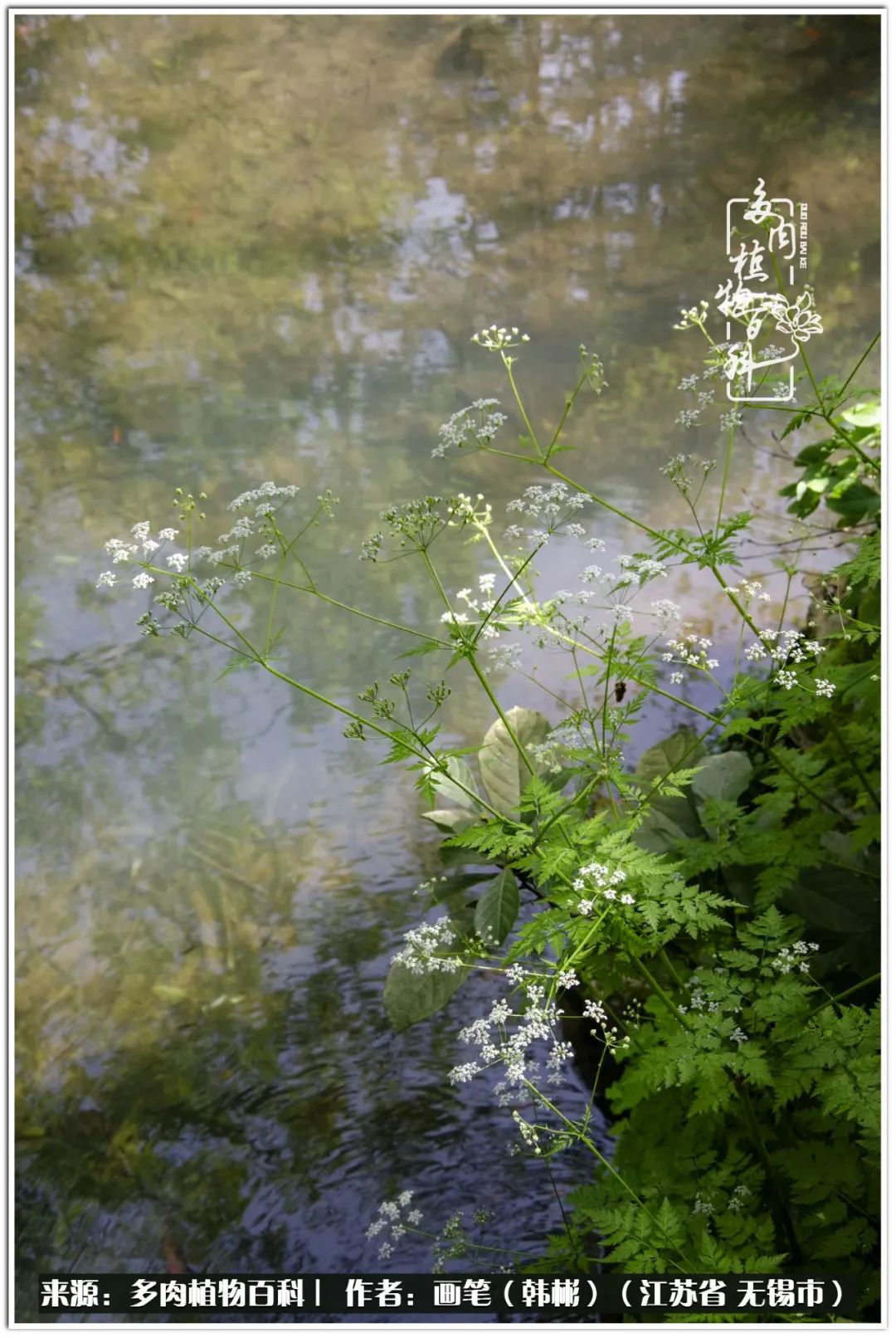 月满西楼别有一番滋味在心头,绿肥红瘦