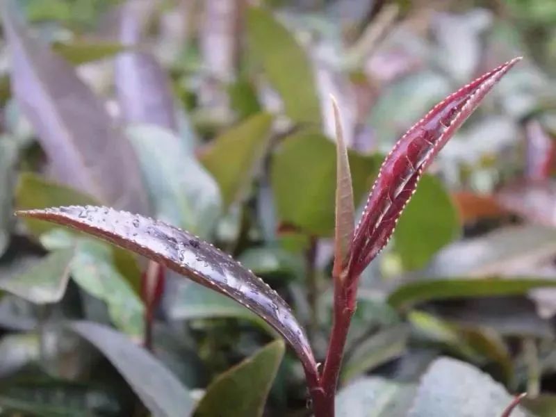 稀有茶树品种紫鹃,紫娟茶树品种大全