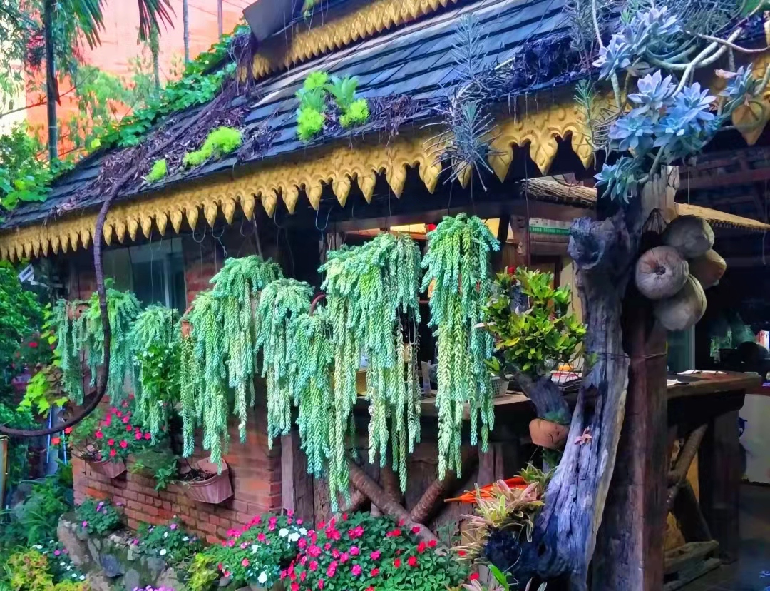 养了三年的玉缀多肉,居家养多肉玉缀