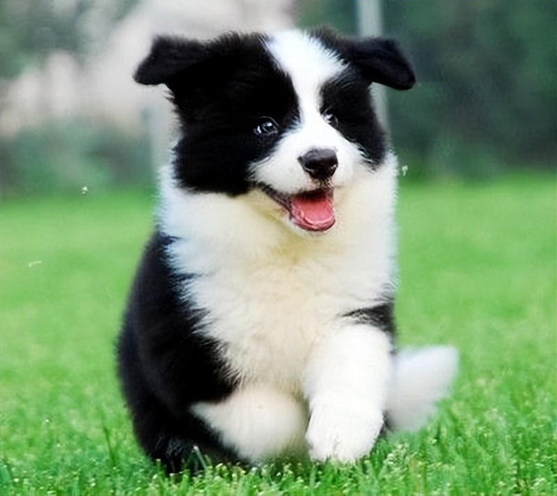 怎么教边牧用各种按钮说话,开拖拉机技术讲解