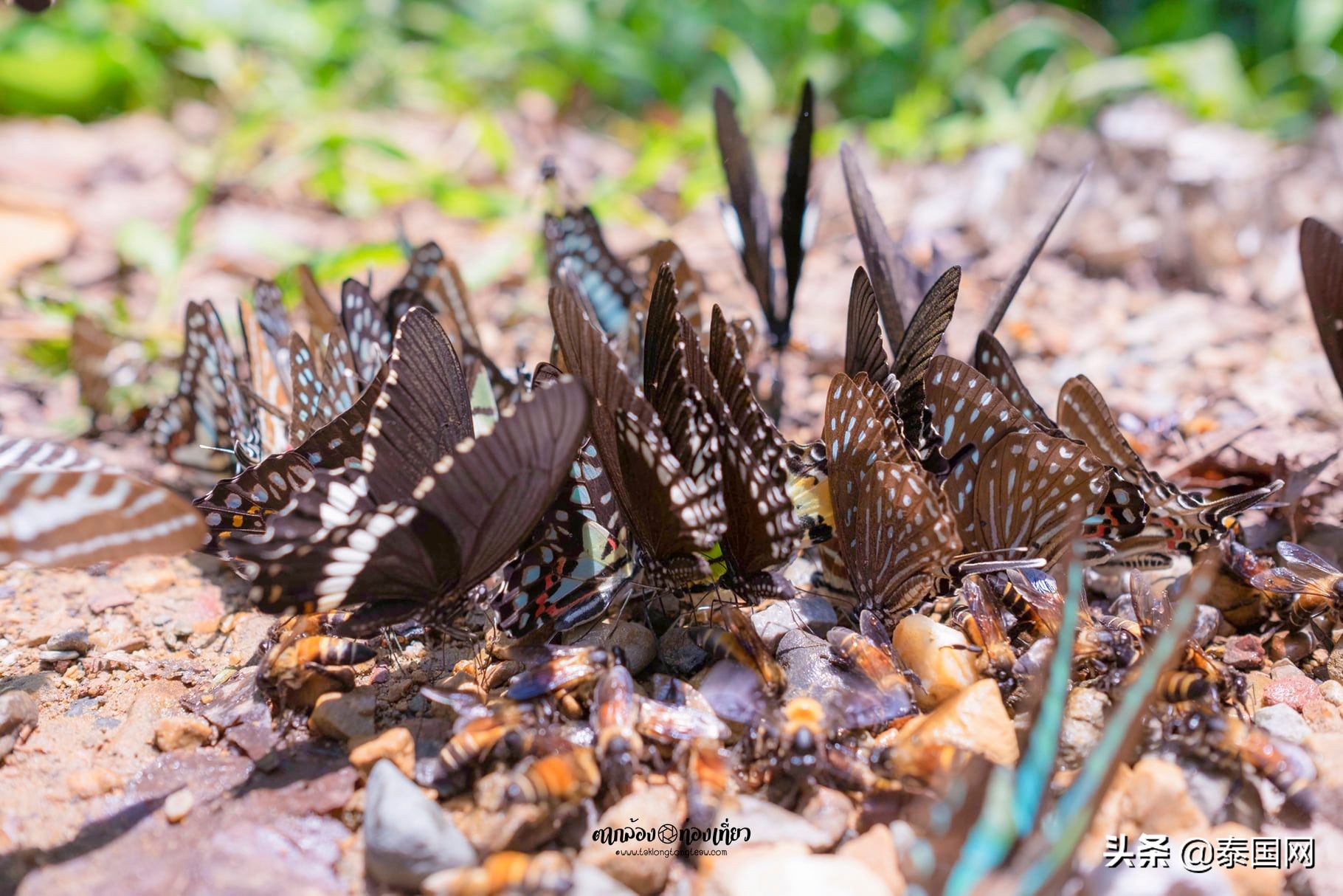 泰国岗卡章国家公园,泰国岗卡章图片