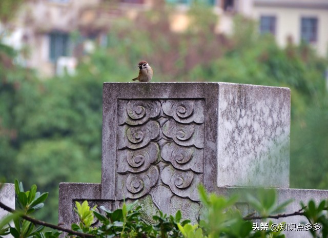 自欺欺人用哪些成语可以代替,有句成语叫自欺欺人