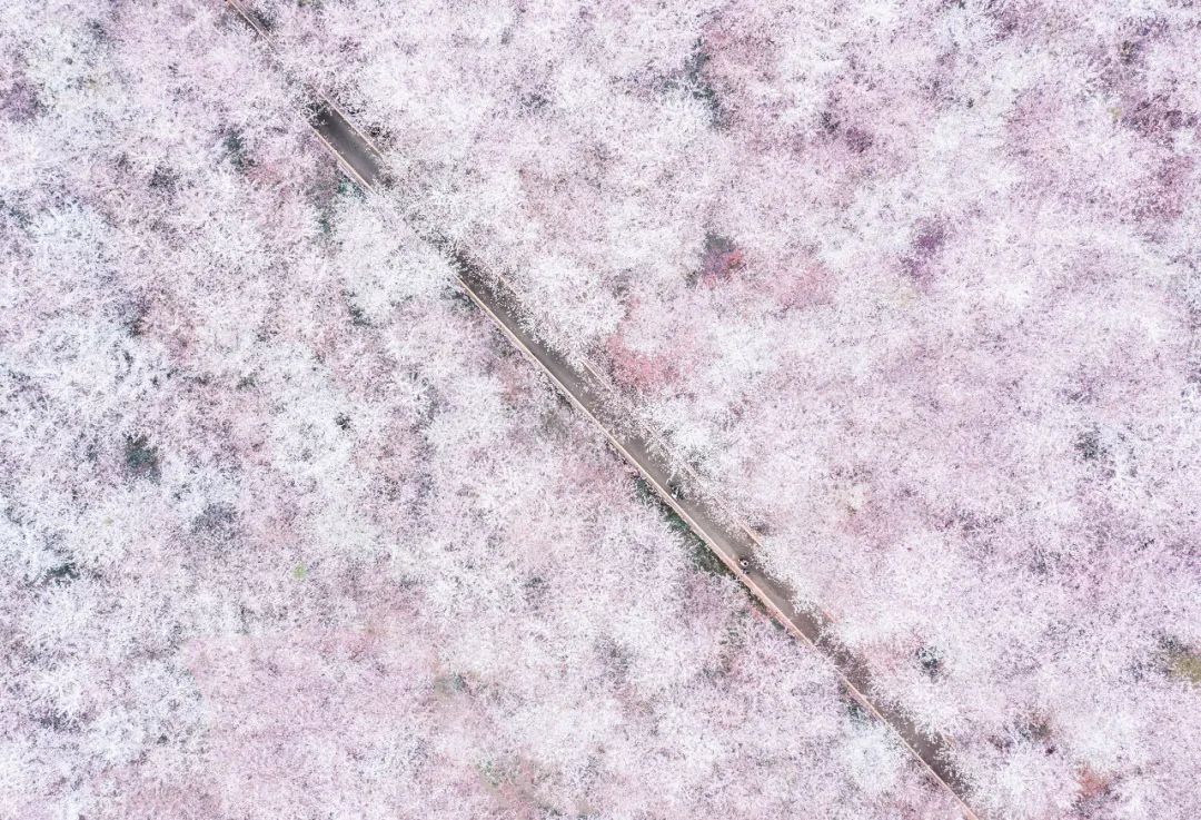 贵州安顺平坝万亩樱花园,安顺平坝樱花园面积有多少