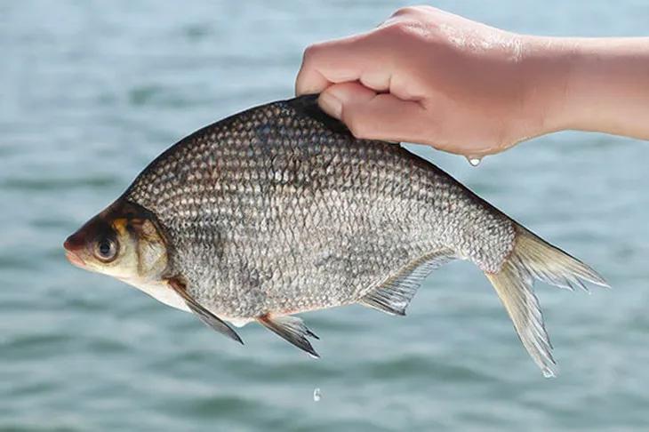 中国淡水鱼图谱大全集,中国各种淡水鱼的图片和名字