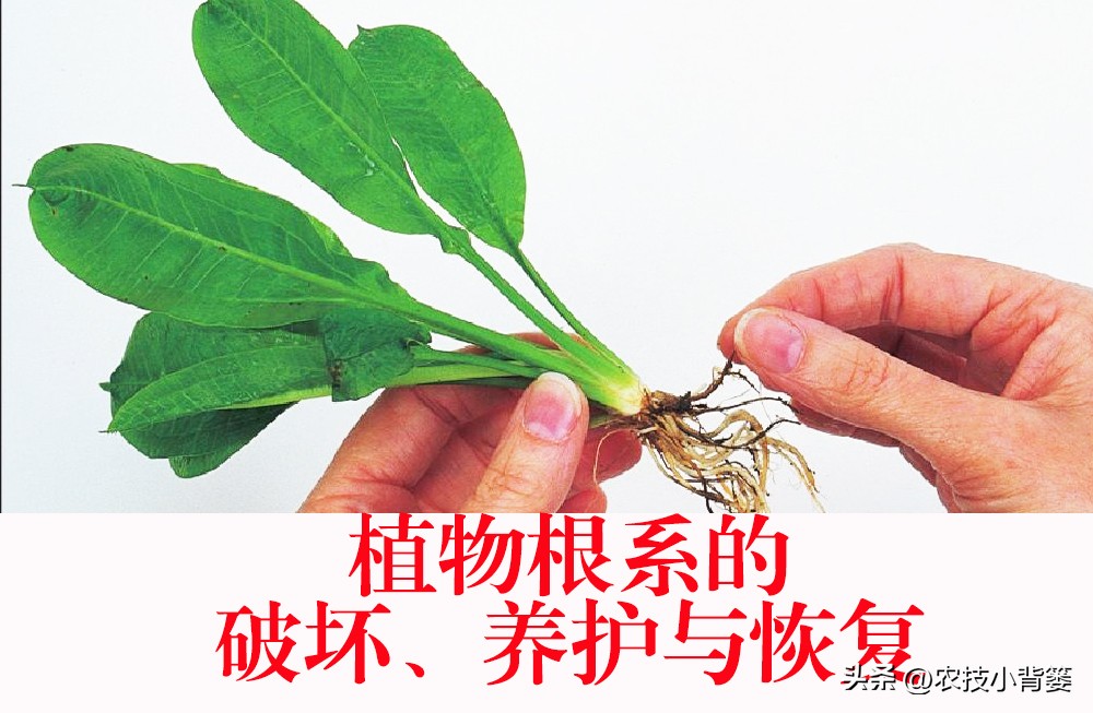 植物根损坏了还能生长吗,植物根伤了怎么治
