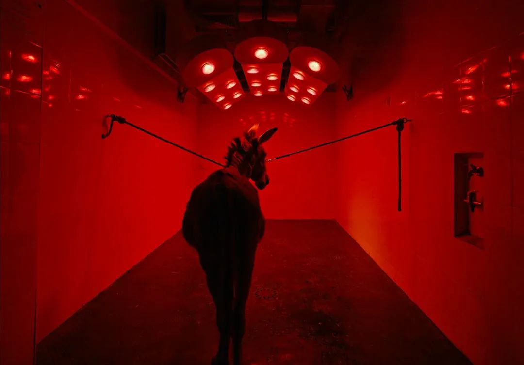 关于驴的电影大全,关于驴的电影解说