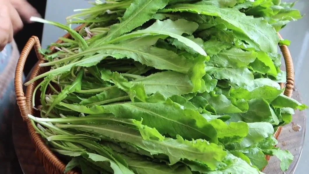 藏在草丛里的“护肝冠军”，全身都是宝，比韭菜鲜美，比豆腐营养