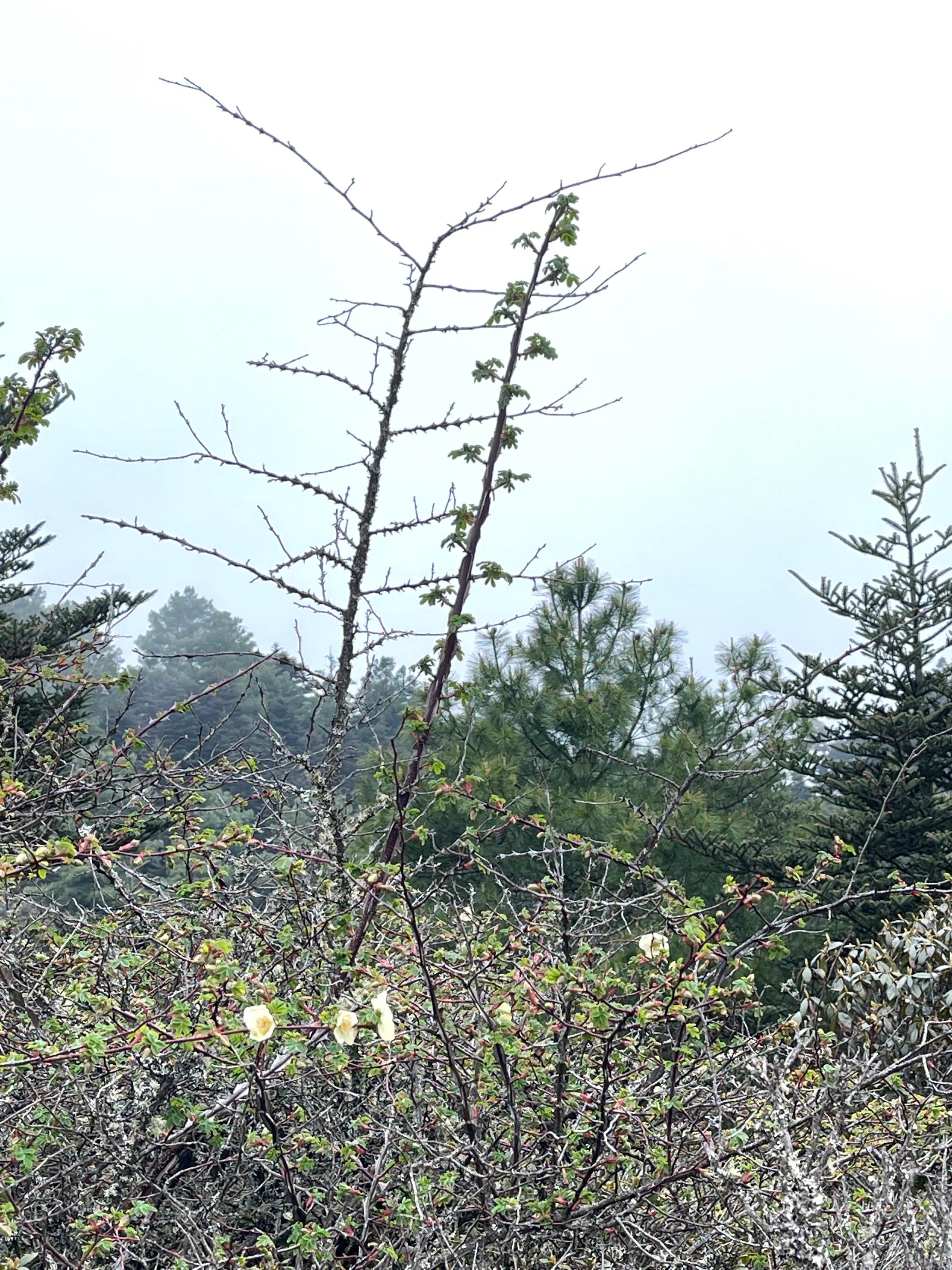 赶赴百草岭迎接夏天